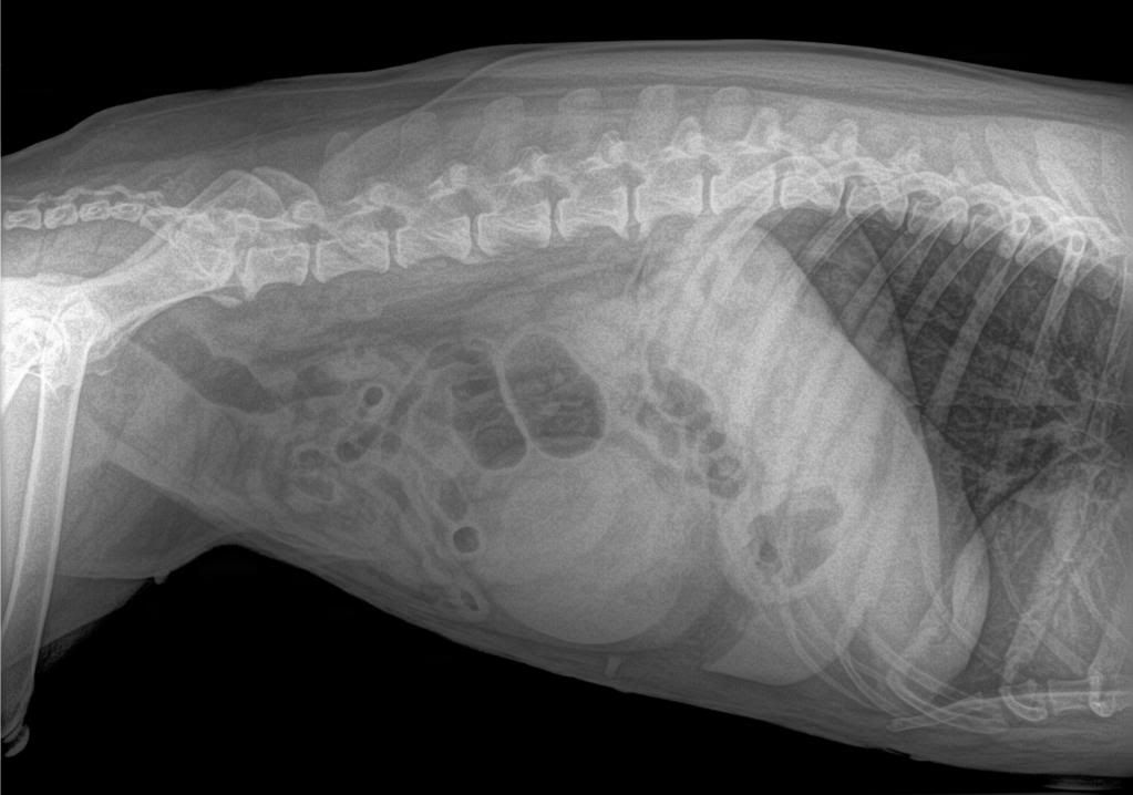 canine-splenic-tumor-benign-hyperplastic-lymphoid-mass-on-the-spleen